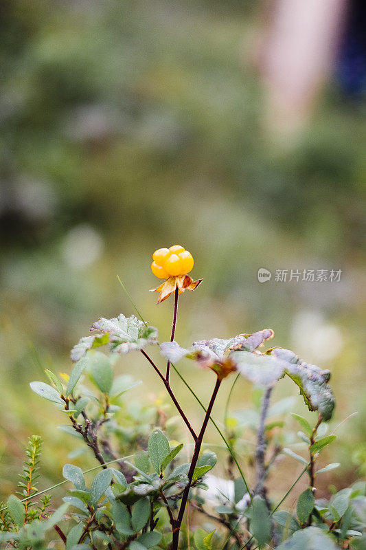 森林地面上的云莓(Rubus chamaemorus)。